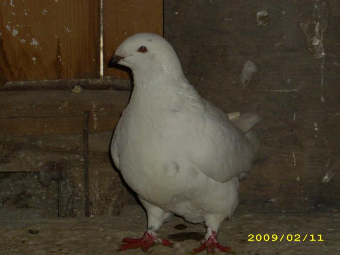 mascul 2008 - nastase