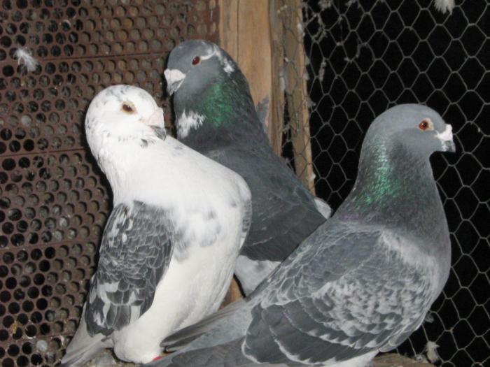 Picture 254 - porumbei_standarde-de-frumusete fosti si actuali