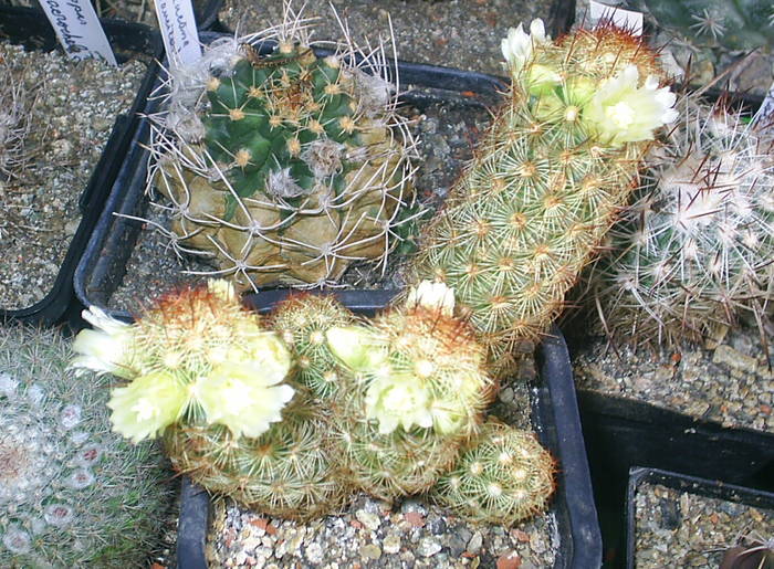 Mammillaria elongata ssp.spin central lung ,galben cu varful maro