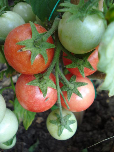 Tomato Gartenperle (2009, July 10)