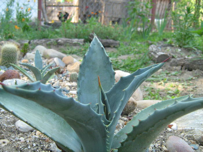 IMG_8151 - Cactusi la mosie 17 iunie 2009