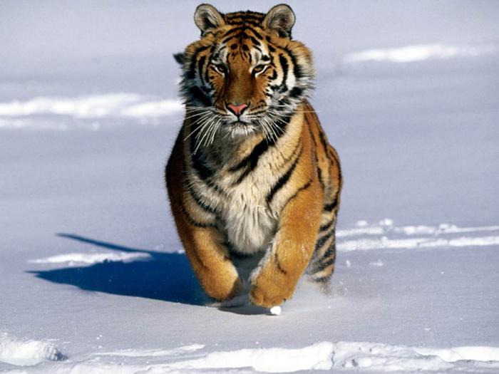 Charge!, Siberian Tiger - leoparzi si tigri