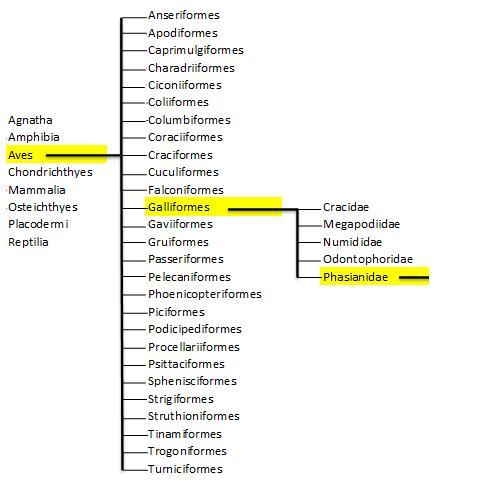 Through%20Phasianidae%20Picture