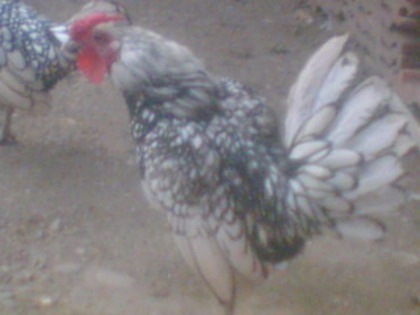 Imag009
