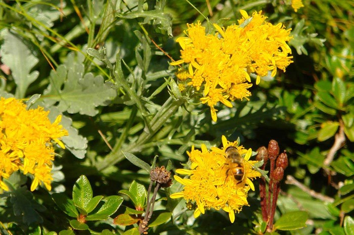 Micul-dejun - flori- gradini