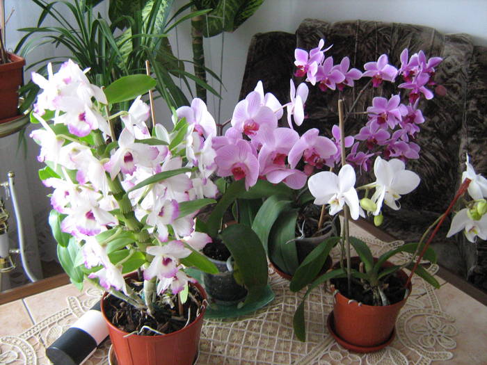 IMG_2366 - Orhideele in 2009