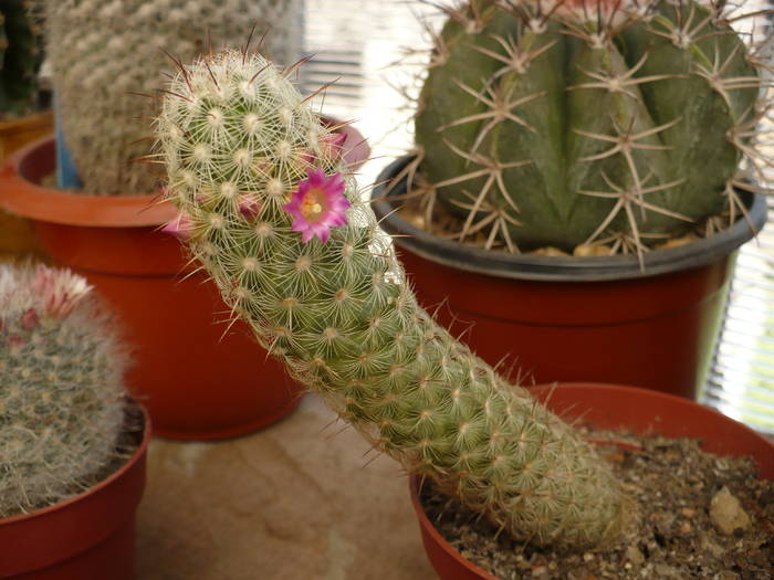 P1020711 - Cactusi 2009