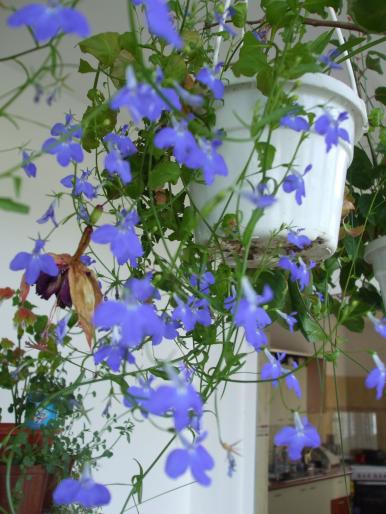 lobelii - Flori