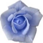 blue-rose - trandafiri