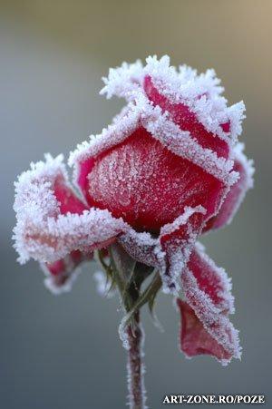 Winter_Roses300x451[1] - FLORI