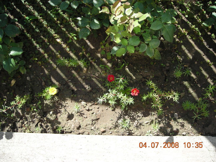 DSCN7264