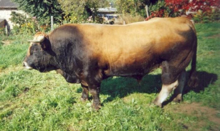 taur aubrac