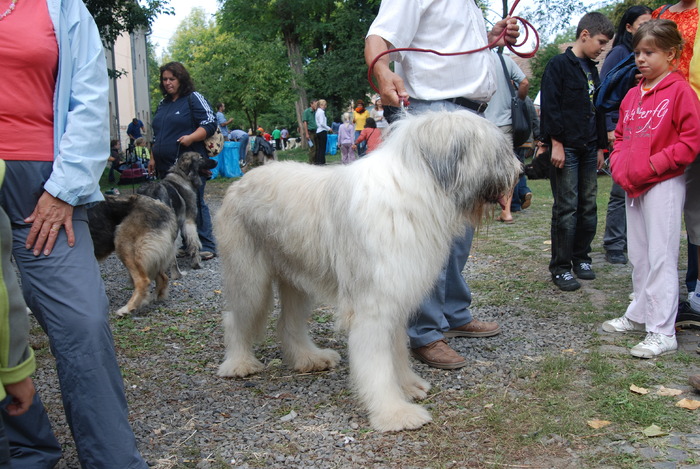 DSC_0207 - Concurs international de frumustete canina 2009 TgMures