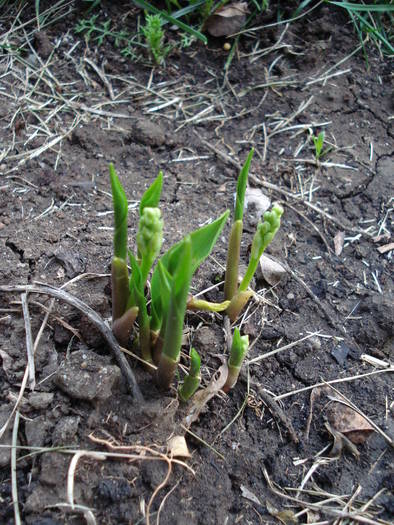 Lily of the Valley (2009, April 01) - LILY of the Valley_Lacramioare