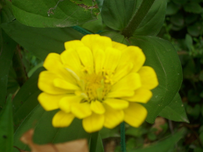 DSCI0333 - carciumarese-zinnia