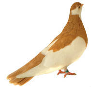 jucator pag de iasi - X-TODAS LAS RASAS DE PALOMAS EN EL MUNDO