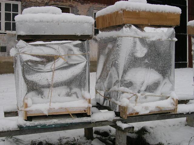 PC252115 - Albine si pentru albine