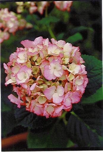 Stella - Flori - Flori