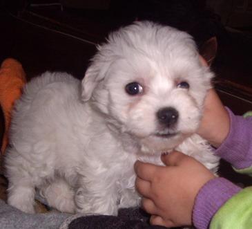 Bichon Maltese - Bichon Maltese