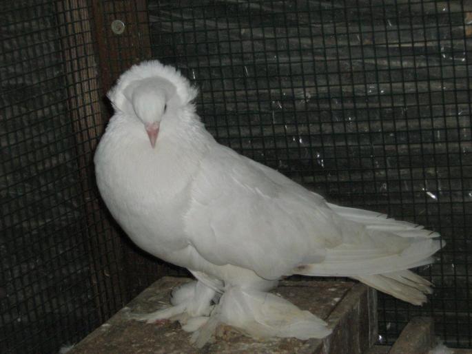porumbei 012