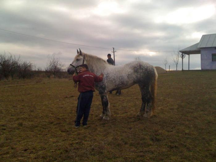 Percheron - Cai de rasa Percheron