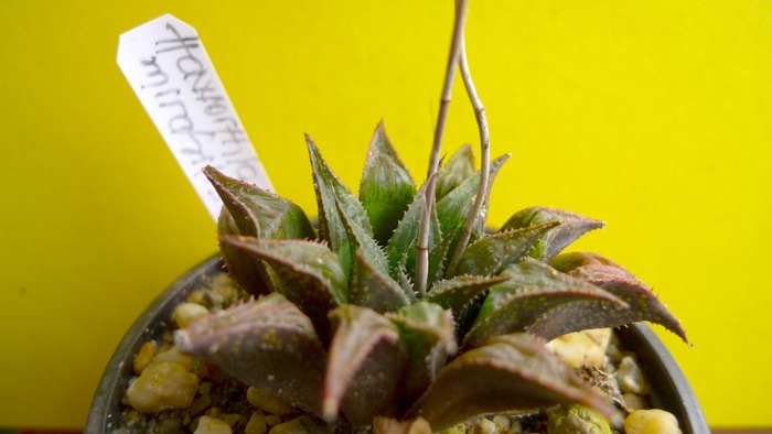 Haworthia mirabilis - Haworthia - Gasteria