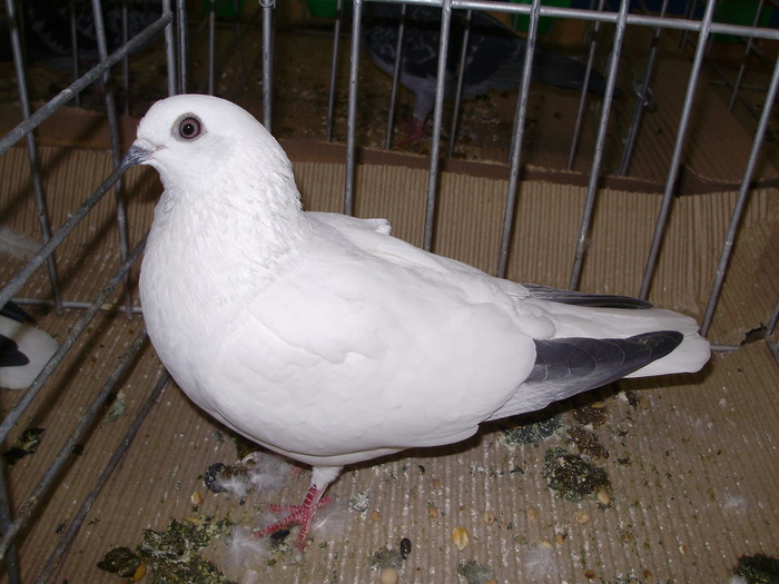 10734 bh 0 - 1507 partea 6a