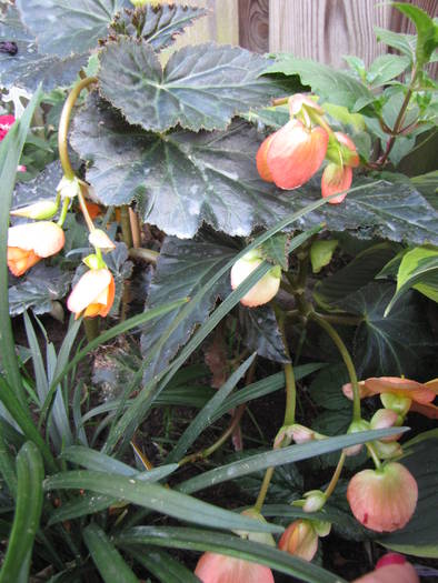 Begonia 19 iul 2009