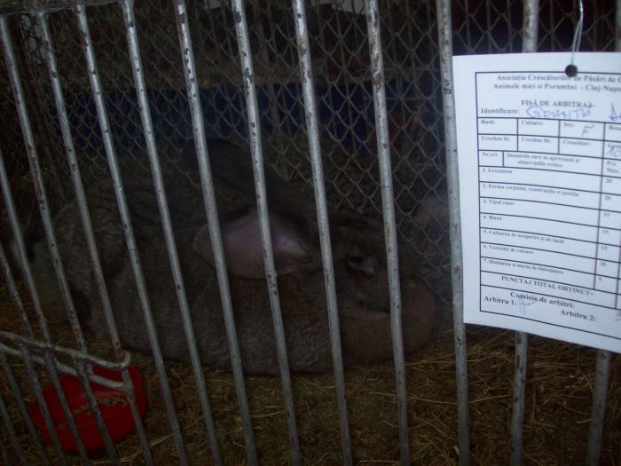 EXPO 2009 .01.09  CLUJ-NAPOCA 080