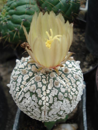 Astrophytum asterias superkabuto - Cactusi