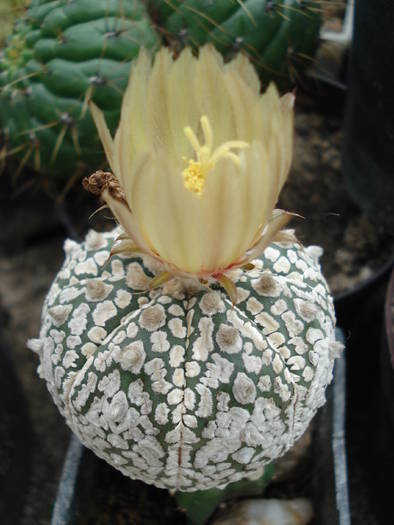 Astrophytum asterias superkabuto