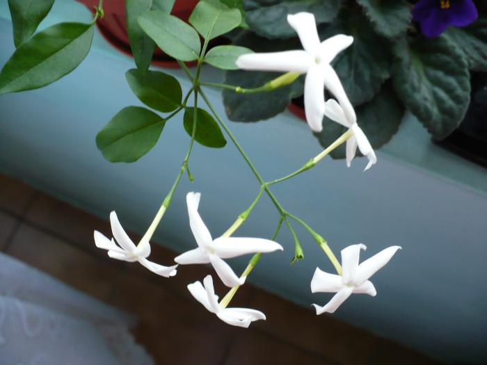 Jasmin (Iasomie de camera) - Alte plante