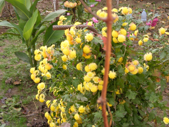 GRADINA TOAMNA - FLORI 2009