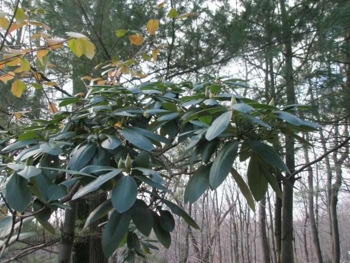 Juniperus - vizita in America