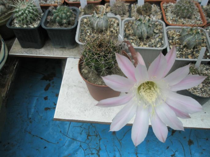 Echinopsis - floare roz