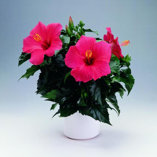 Hibiscus rosa - Beautiful flowers