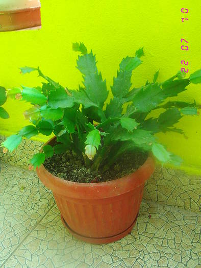 Schlumbergera alba