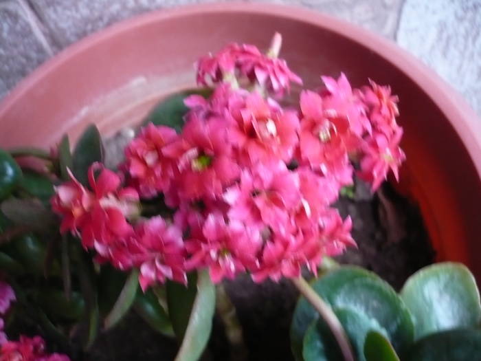 29-05-2009 004 - Flori
