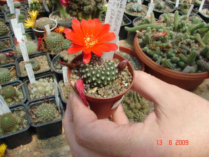 DSC06139