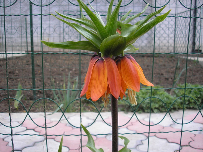 FLOAREA PASTELUI - florile mele