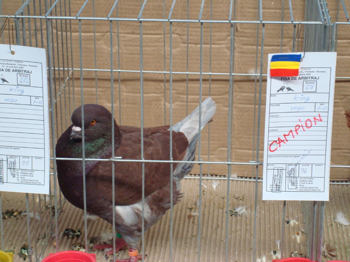 DSC04859 - Campioni de toate rasele la Expo Fauna Banatului 2009 Timisoara