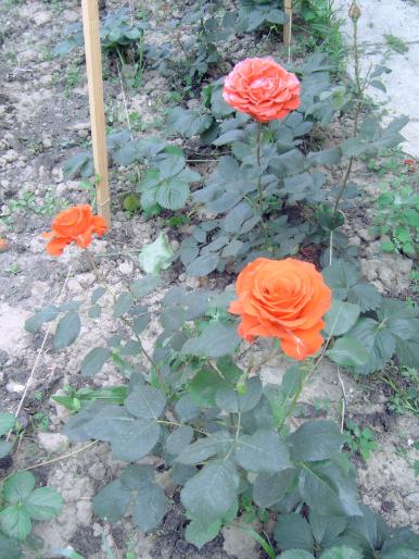 trandafiri - Plantele mele de terasa si exterior