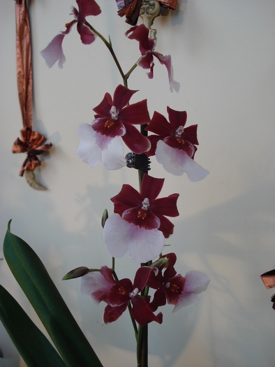 DSC00874 - Expo orhidee