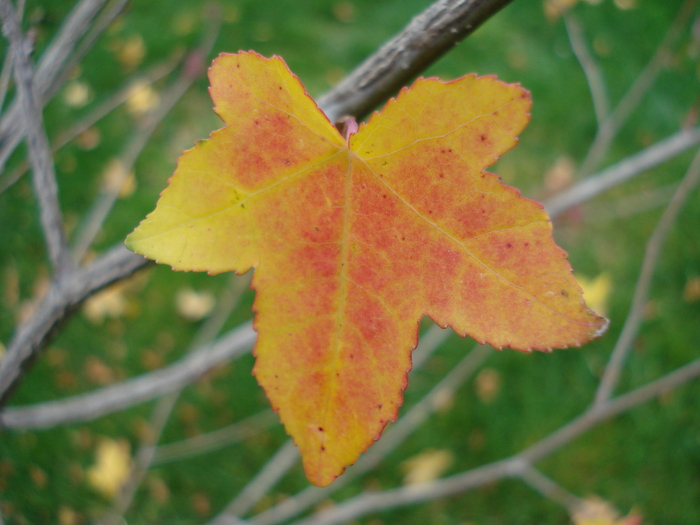 Liquidambar styraciflua (2009, Oct.04)