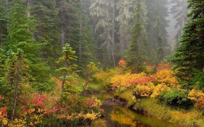 Brook-Mount-Rainier-National-Park - 171 - Nature Wallpapers