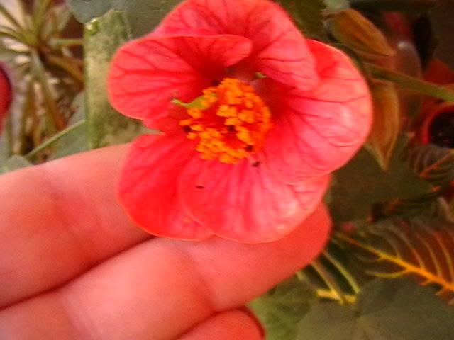Picture 007