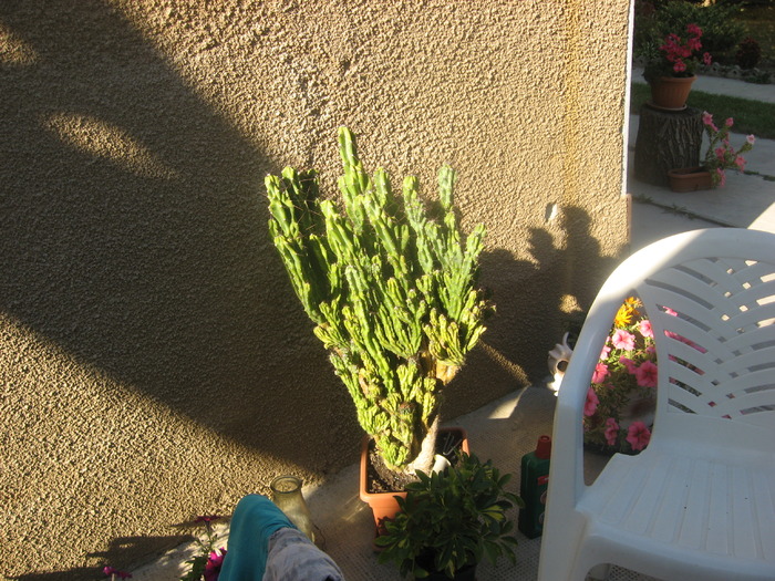 cactus de 7 ani - florile mele 2009