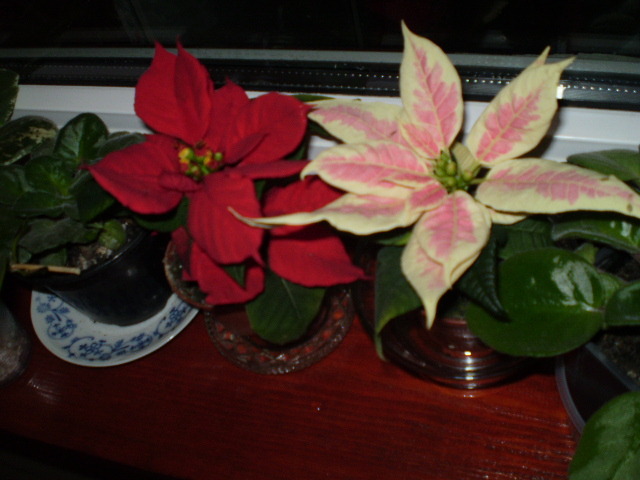 PC112917 - flori de camera 2009-2010