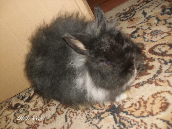 Angora