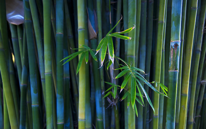 1905_bamboo_2560x1600